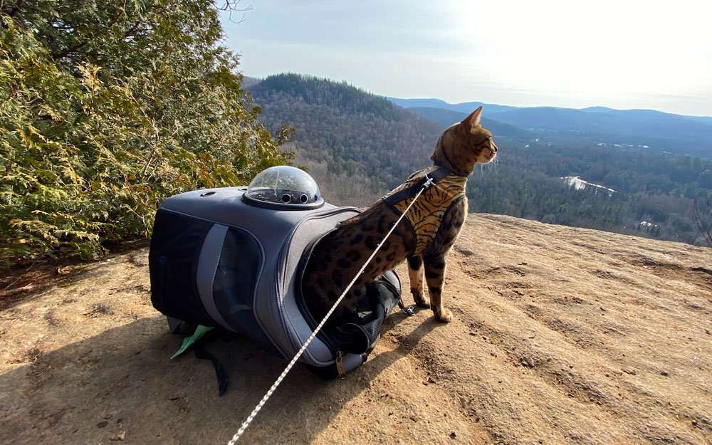 Kattenmand voor op reis