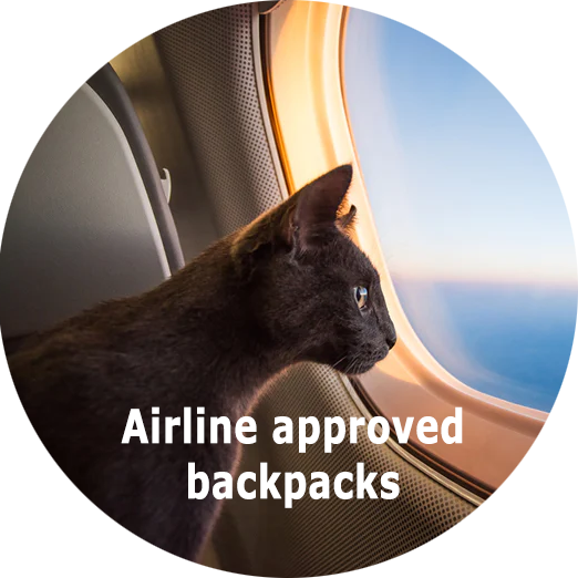 Cat in an airline approved backpack
